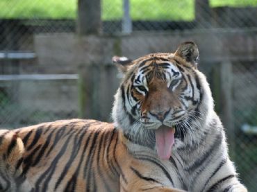 Kamo Wildlife Sanctuary