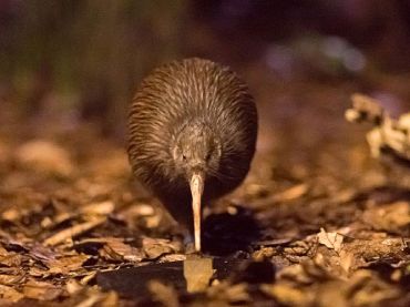 Kiwi North